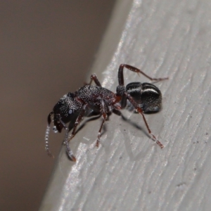 Rhytidoponera tasmaniensis at Hackett, ACT - 12 Aug 2019