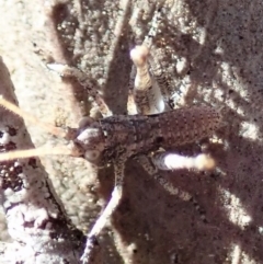 Tettigoniidae (family) (Unidentified katydid) at Aranda Bushland - 22 Aug 2019 by CathB