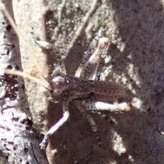 Tettigoniidae (family) at Dunlop, ACT - 22 Aug 2019