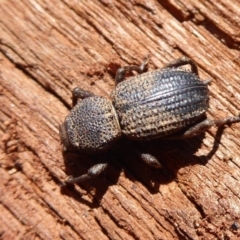 Cubicorhynchus sp. (genus) (Ground weevil) at Symonston, ACT - 25 Aug 2019 by Christine