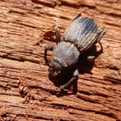 Cubicorhynchus sp. (genus) at Symonston, ACT - 25 Aug 2019 11:28 AM