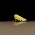 Cicadellidae (family) at Acton, ACT - 12 Aug 2019