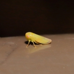 Cicadellidae (family) at Acton, ACT - 12 Aug 2019