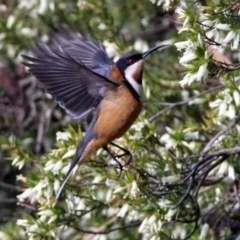 Acanthorhynchus tenuirostris (Eastern Spinebill) at Acton, ACT - 26 Aug 2019 by RodDeb