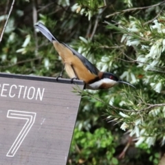 Acanthorhynchus tenuirostris at Acton, ACT - 26 Aug 2019