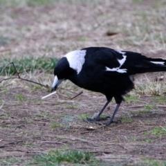 Gymnorhina tibicen (Australian Magpie) at Acton, ACT - 26 Aug 2019 by RodDeb