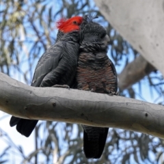 Callocephalon fimbriatum (Gang-gang Cockatoo) at GG26 - 26 Aug 2019 by RodDeb