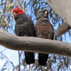 Callocephalon fimbriatum at Acton, ACT - 26 Aug 2019