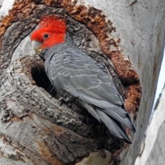 Callocephalon fimbriatum at Acton, ACT - suppressed