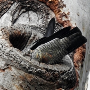 Callocephalon fimbriatum at Acton, ACT - 26 Aug 2019