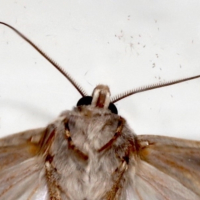 Agrotis munda (Brown Cutworm) at Ainslie, ACT - 20 Aug 2019 by jb2602