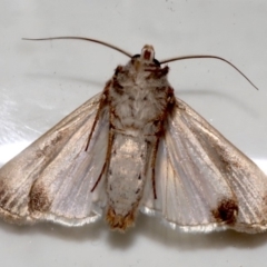 Agrotis munda at Ainslie, ACT - 20 Aug 2019