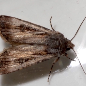 Agrotis munda at Ainslie, ACT - 20 Aug 2019