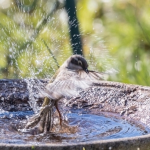 Melithreptus brevirostris at Higgins, ACT - 22 Aug 2019