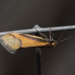 Philobota undescribed species near arabella (A concealer moth) at ANBG - 26 Aug 2019 by TimL