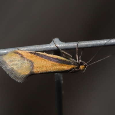 Philobota undescribed species near arabella (A concealer moth) at ANBG - 26 Aug 2019 by TimL