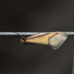 Philobota undescribed species near arabella at Hackett, ACT - 26 Aug 2019 11:51 AM