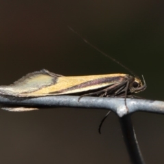 Philobota undescribed species near arabella at Hackett, ACT - 26 Aug 2019 11:51 AM