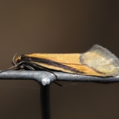 Philobota undescribed species near arabella at Hackett, ACT - 26 Aug 2019 11:51 AM