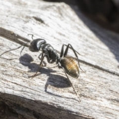Camponotus aeneopilosus (A Golden-tailed sugar ant) at Bruce Ridge - 25 Aug 2019 by AlisonMilton