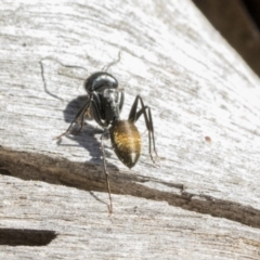 Camponotus aeneopilosus at Bruce, ACT - 25 Aug 2019