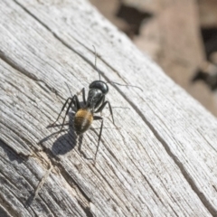 Camponotus aeneopilosus at Bruce, ACT - 25 Aug 2019 11:08 AM