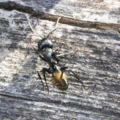 Camponotus aeneopilosus at Bruce, ACT - 25 Aug 2019