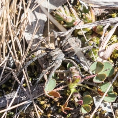 Tasmanicosa godeffroyi (Garden Wolf Spider) at Bruce Ridge to Gossan Hill - 25 Aug 2019 by AlisonMilton