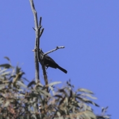 Turdus merula (Eurasian Blackbird) at Bruce, ACT - 25 Aug 2019 by Alison Milton