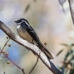Rhipidura albiscapa (Grey Fantail) at Bruce, ACT - 25 Aug 2019 by Alison Milton