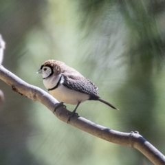 Stizoptera bichenovii (Double-barred Finch) at Bruce Ridge to Gossan Hill - 25 Aug 2019 by AlisonMilton