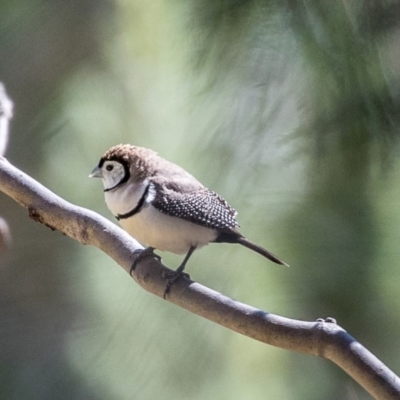 Stizoptera bichenovii (Double-barred Finch) at Bruce, ACT - 25 Aug 2019 by AlisonMilton