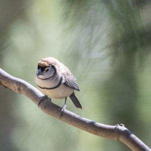 Stizoptera bichenovii at Bruce, ACT - 25 Aug 2019