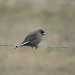 Artamus cyanopterus (Dusky Woodswallow) at Wingecarribee Local Government Area - 27 Aug 2019 by Snowflake