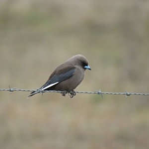 Artamus cyanopterus at Burradoo, NSW - 27 Aug 2019 03:29 PM