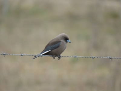 Artamus cyanopterus (Dusky Woodswallow) at Burradoo, NSW - 27 Aug 2019 by Snowflake