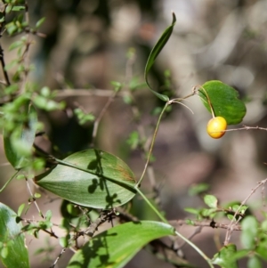 Eustrephus latifolius at Bundanoon - 19 Aug 2019