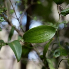 Eustrephus latifolius at Bundanoon - 19 Aug 2019 12:13 PM