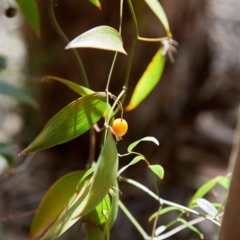 Eustrephus latifolius at Bundanoon - 19 Aug 2019