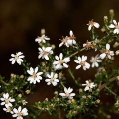 Olearia microphylla (Olearia) at Bundanoon - 27 Aug 2019 by Boobook38