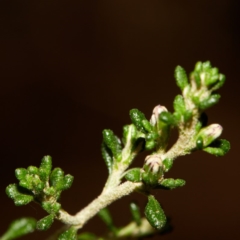 Olearia microphylla at Bundanoon - 27 Aug 2019 12:22 PM