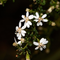 Olearia microphylla at Bundanoon - 27 Aug 2019