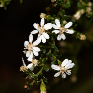Olearia microphylla at Bundanoon - 27 Aug 2019 12:22 PM