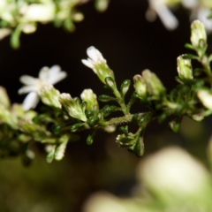 Olearia microphylla at Bundanoon - 27 Aug 2019 12:22 PM