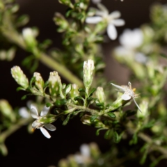 Olearia microphylla at Bundanoon - 27 Aug 2019