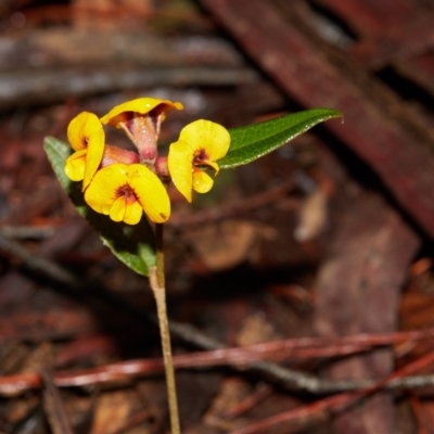 Mirbelia platylobioides (Large-flowered Mirbelia) at Bundanoon, NSW - 27 Aug 2019 by Boobook38