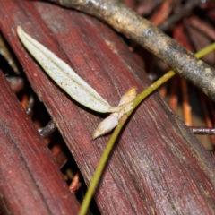 Mirbelia platylobioides at Bundanoon - 27 Aug 2019 12:33 PM