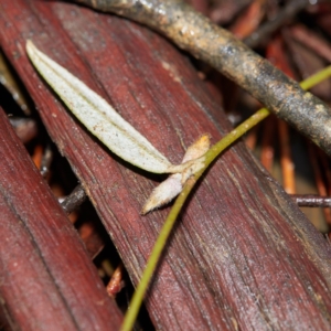 Mirbelia platylobioides at Bundanoon - 27 Aug 2019 12:33 PM