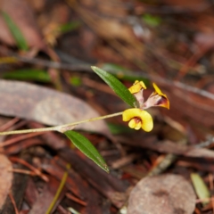 Mirbelia platylobioides at Bundanoon - 27 Aug 2019