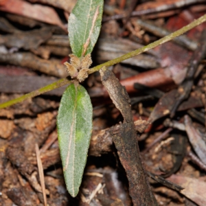 Mirbelia platylobioides at Bundanoon - 27 Aug 2019